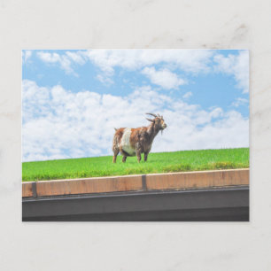 Goat on a Sod Roof in Sister Bay, Wisconsin Postcard