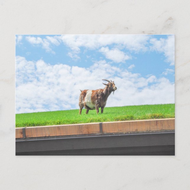Goat on a Sod Roof in Sister Bay, Wisconsin Postcard (Front)