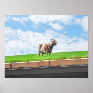 Goat on a Sod Roof in Sister Bay, Wisconsin Poster