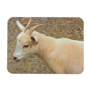 Goat Photo Magnet