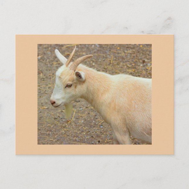 Goat Photo Postcard (Front)