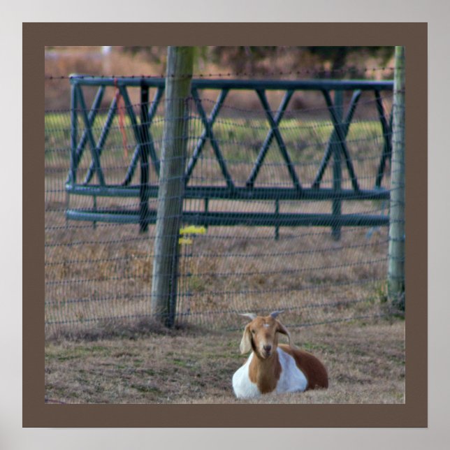 Goat Photo Poster (Front)