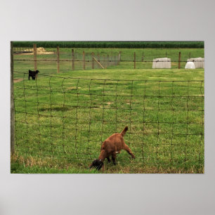 Goat Photo Poster