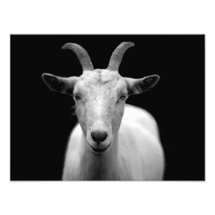 Goat Photo Print