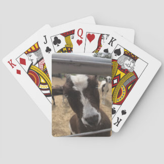 Goat Playing Cards
