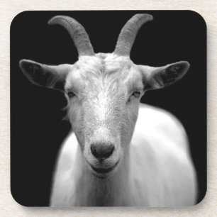 Goat portrait in black and white coaster
