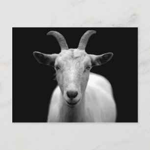 Goat portrait in black and white postcard
