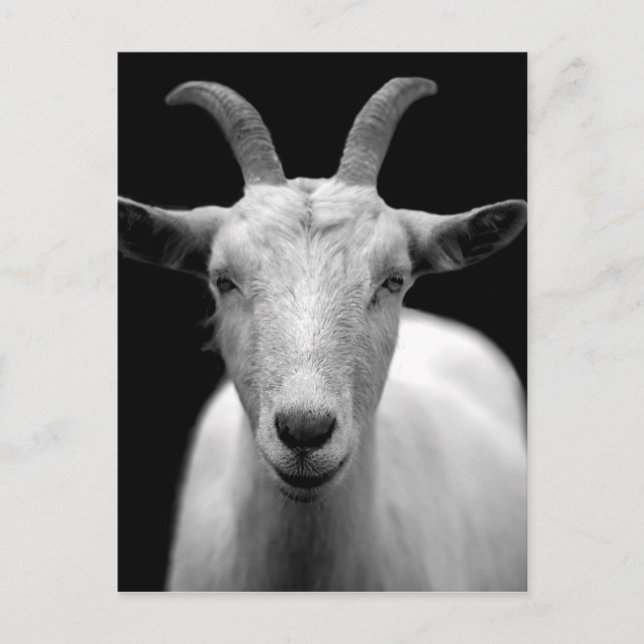 Goat portrait in black and white postcard (Front)