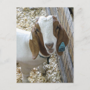 Goat Portrait Postcard