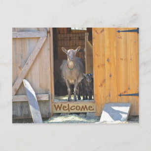 Goat Post Card