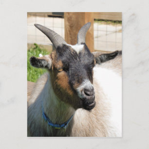 GOAT POSTCARD