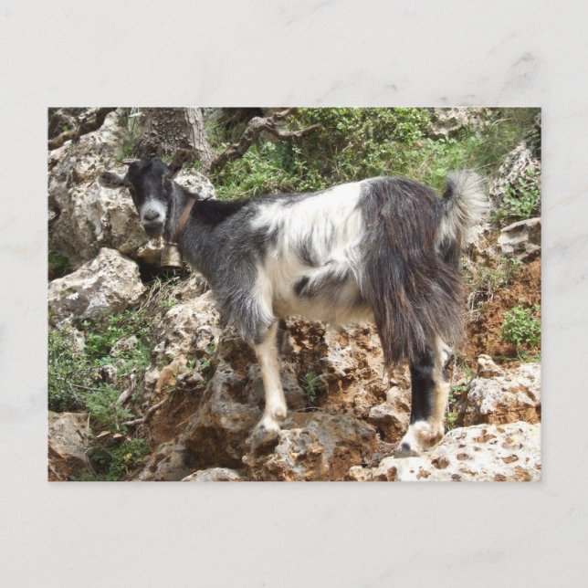 Goat Postcard (Front)