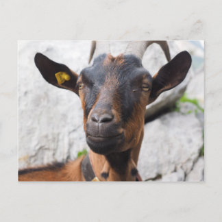 Goat Postcard