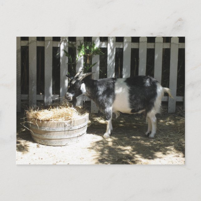 goat postcard (Front)