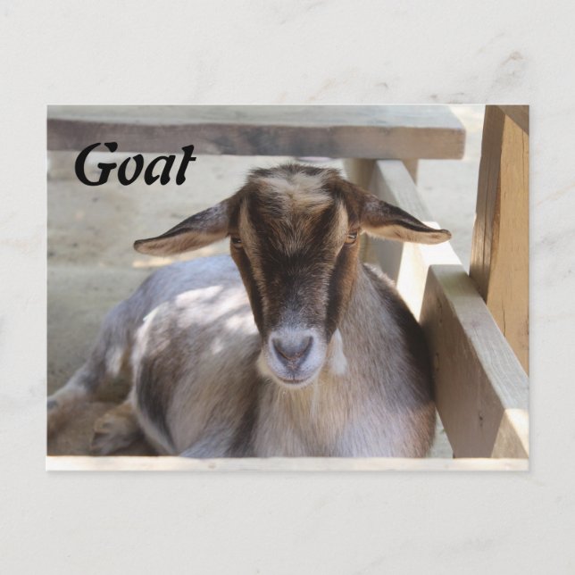 Goat Postcard (Front)
