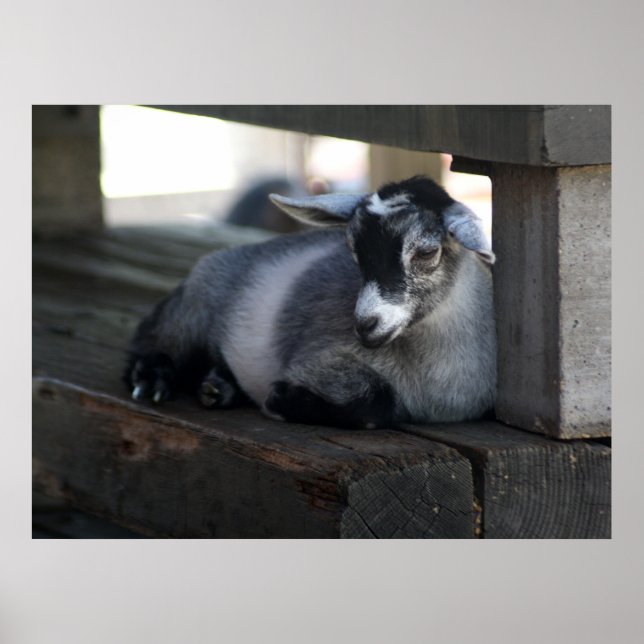 Goat Poster (Front)