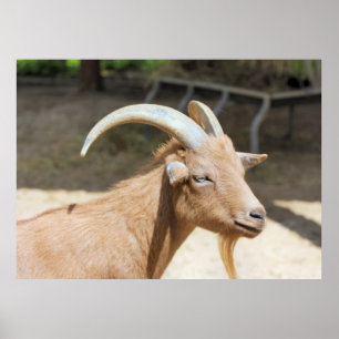 Goat Poster