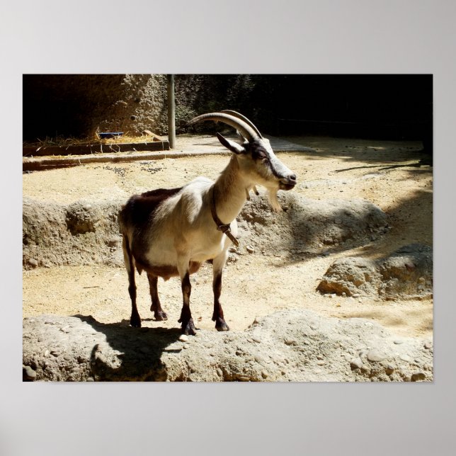 Goat Poster (Front)
