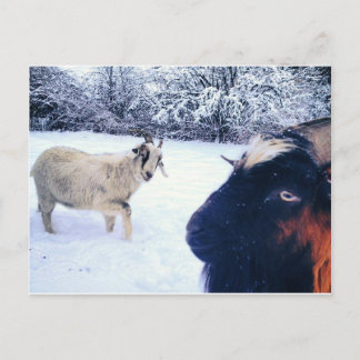 Goat Power Postcard