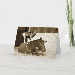 Goat Standing on Patient Horse Card