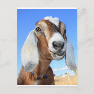 Goat star 1.jpg postcard