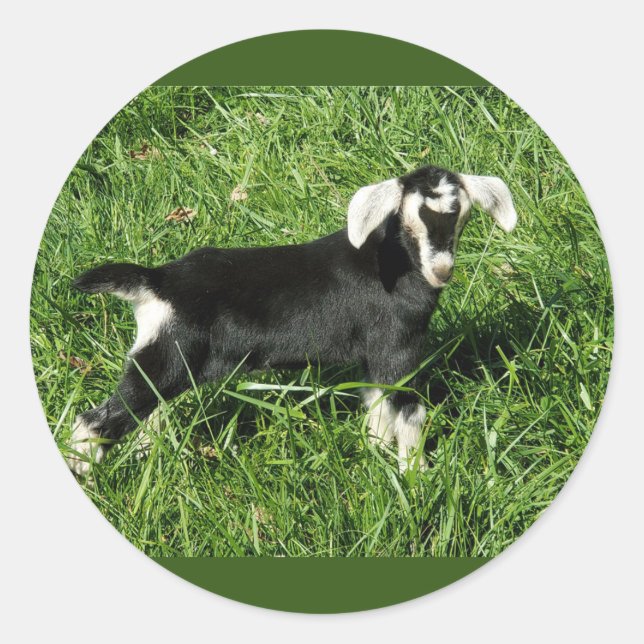 Goat Stickers set of 20 (Front)