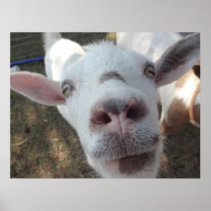 Goat Who Stared at Man Poster