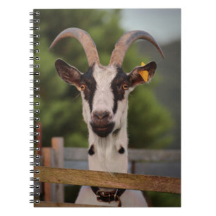 Goat with Horns Standing up against Fence Notebook