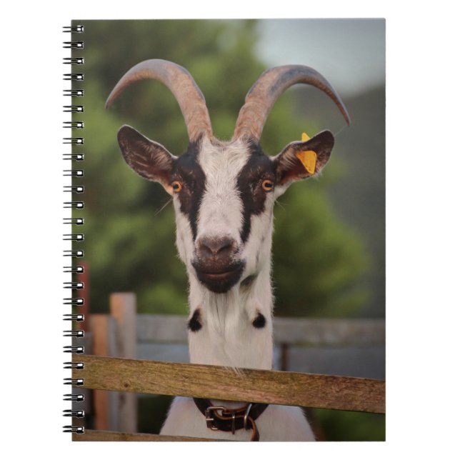 Goat with Horns Standing up against Fence Notebook (Front)