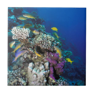 Goatfish Swarm Around Small Coral Ceramic Tile