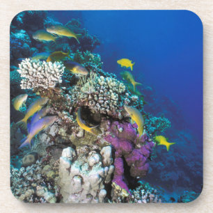 Goatfish Swarm Around Small Coral Coaster