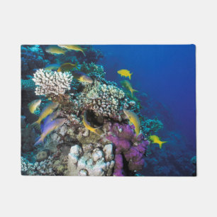 Goatfish Swarm Around Small Coral Doormat