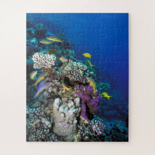Goatfish Swarm Around Small Coral Jigsaw Puzzle
