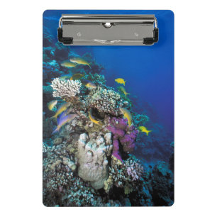 Goatfish Swarm Around Small Coral Mini Clipboard