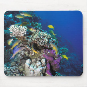 Goatfish Swarm Around Small Coral Mouse Pad