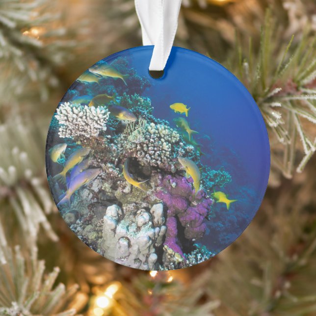 Goatfish Swarm Around Small Coral Ornament (Tree)
