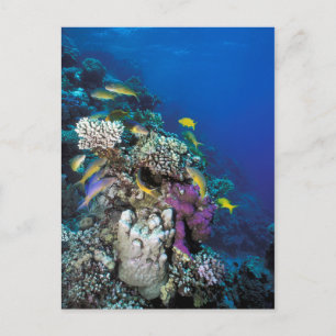 Goatfish Swarm Around Small Coral Postcard
