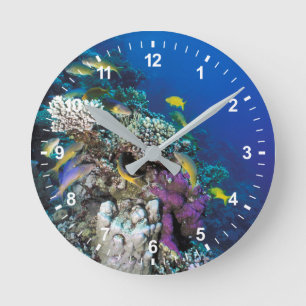 Goatfish Swarm Around Small Coral Round Clock