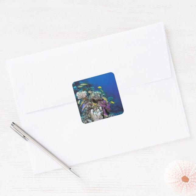 Goatfish Swarm Around Small Coral Square Sticker (Envelope)