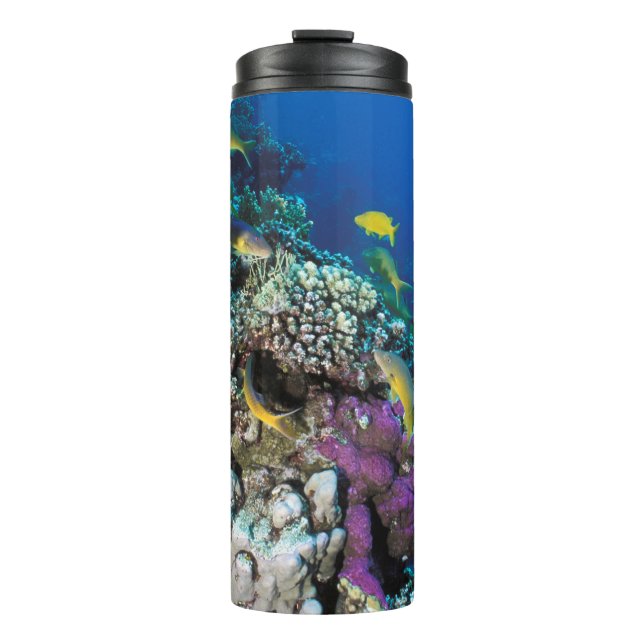 Goatfish Swarm Around Small Coral Thermal Tumbler (Front)