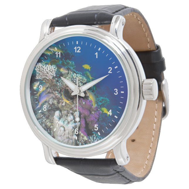 Goatfish Swarm Around Small Coral Watch (Angled)