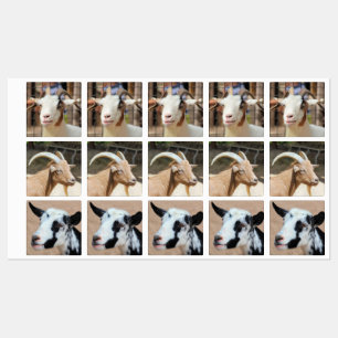 Goats