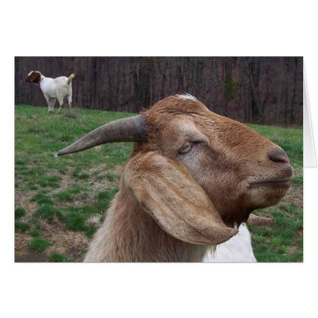 Goats (Front Horizontal)