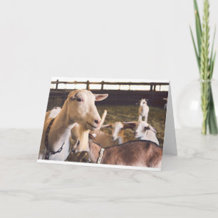 Goats and Goats and Goats (10) Card