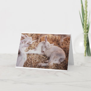 Goats and Goats and Goats (16) Card