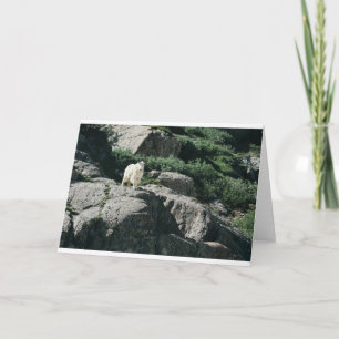 Goats and Goats and Goats (25) Card