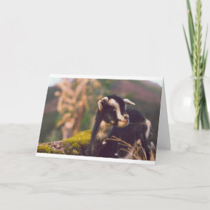 Goats and Goats and Goats (31) Card