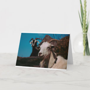 Goats and Goats and Goats (47) Card