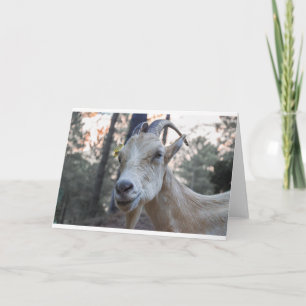 Goats and Goats and Goats (88) Card