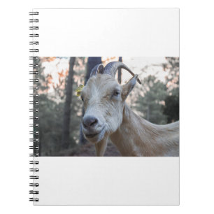 Goats and Goats and Goats (88) Notebook